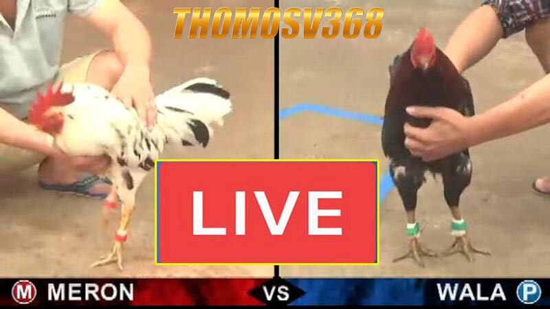 Thông tin tổng quan về nhà cái Thomosv368