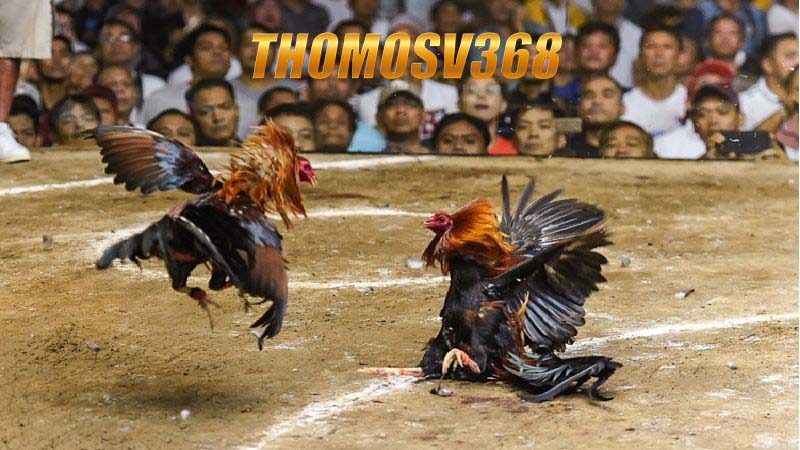 Mẹo an toàn khi chơi tại Thomosv368