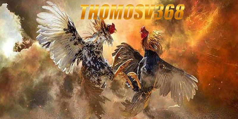 Các bước xem Trực tiếp đá gà Thomosv368 dễ dàng